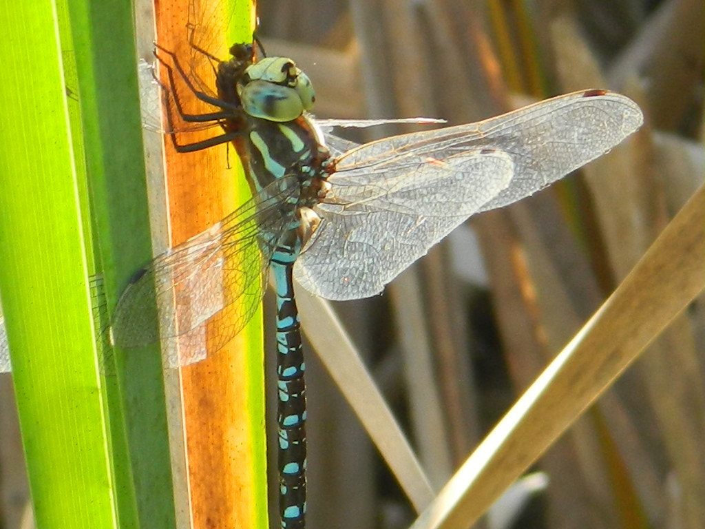 Nikon COOLPIX L310 sample photo. Darner with meadowhawk in its grasp () photography