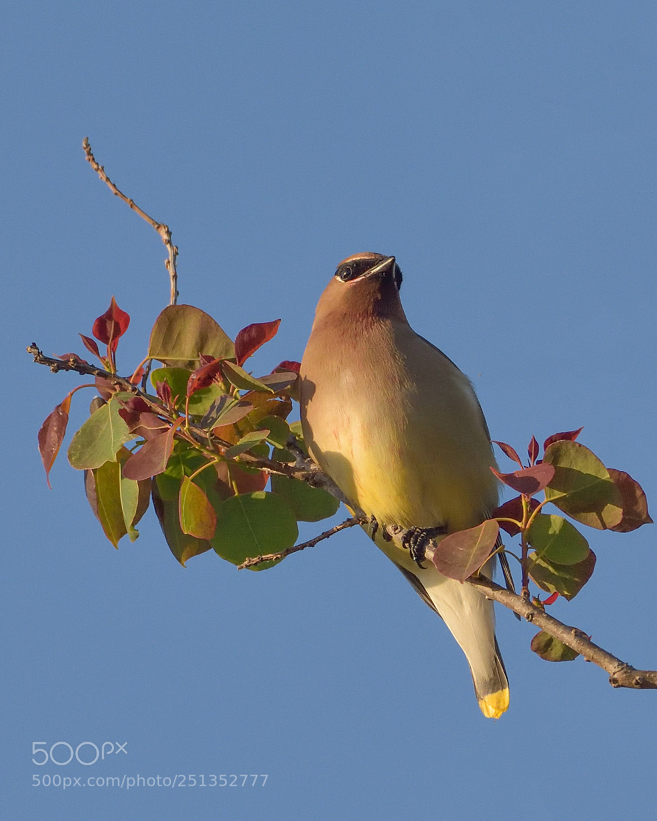 Nikon D7200 sample photo. Cedar waxwing photography