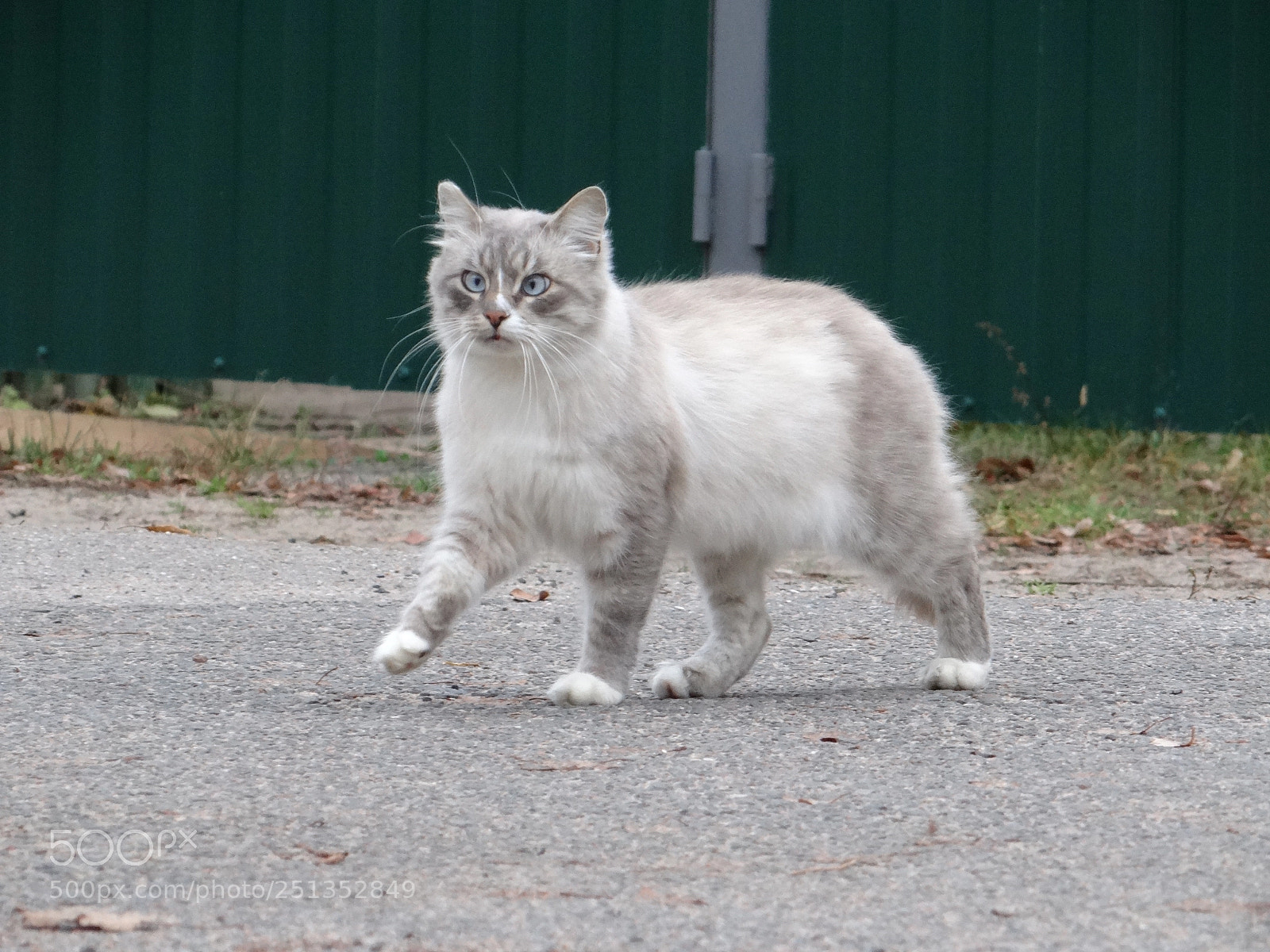Sony DSC-HX200V sample photo. You want me? photography