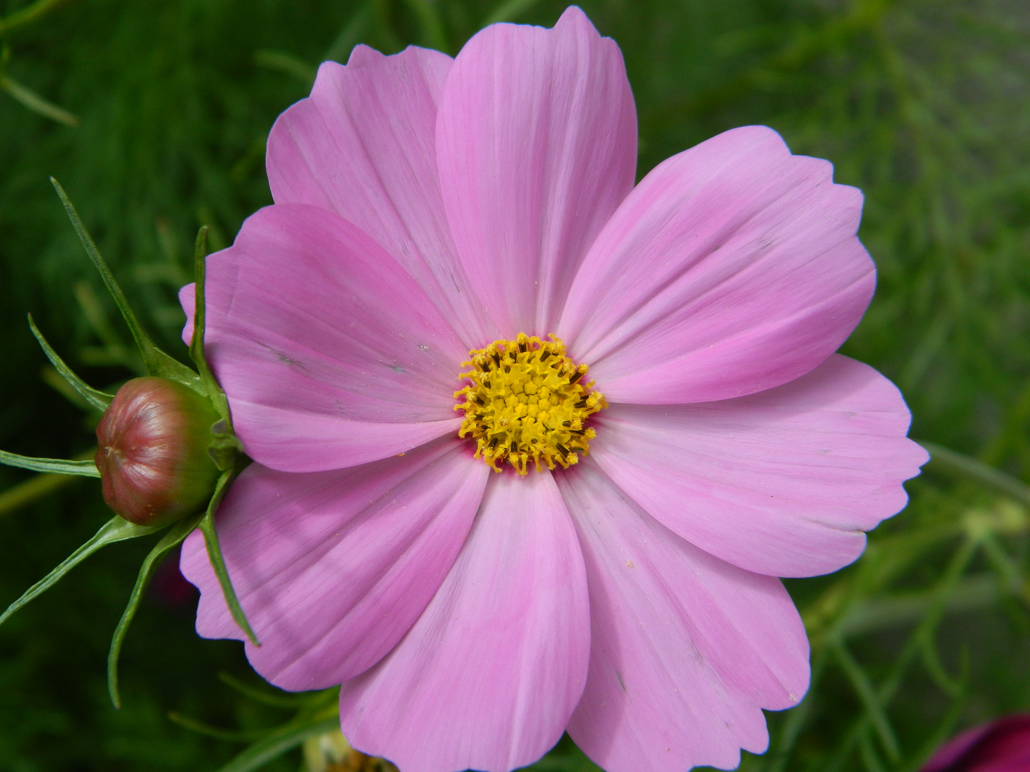 Nikon COOLPIX L310 sample photo. Cosmos photography