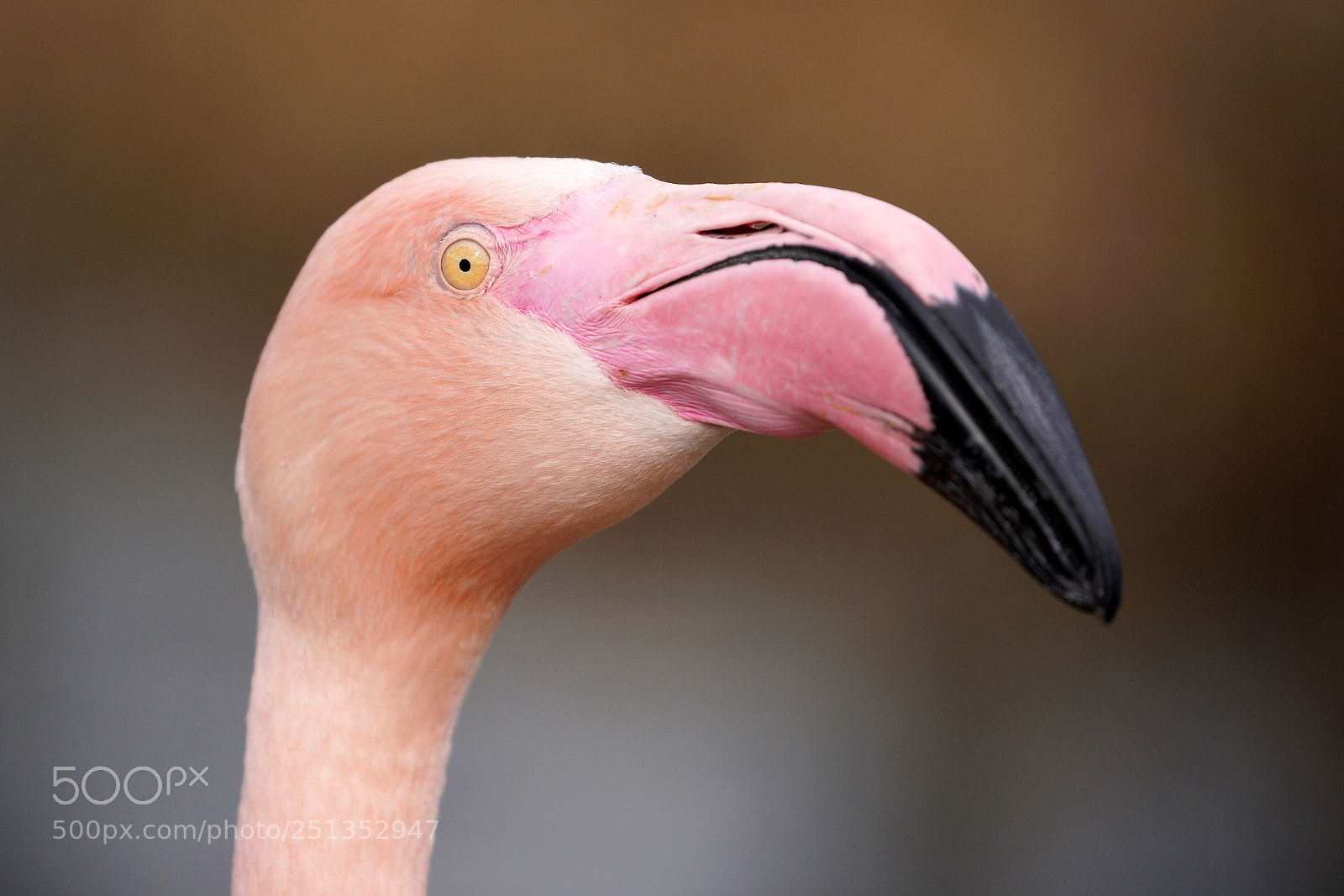 Sony a7 III sample photo. The look photography