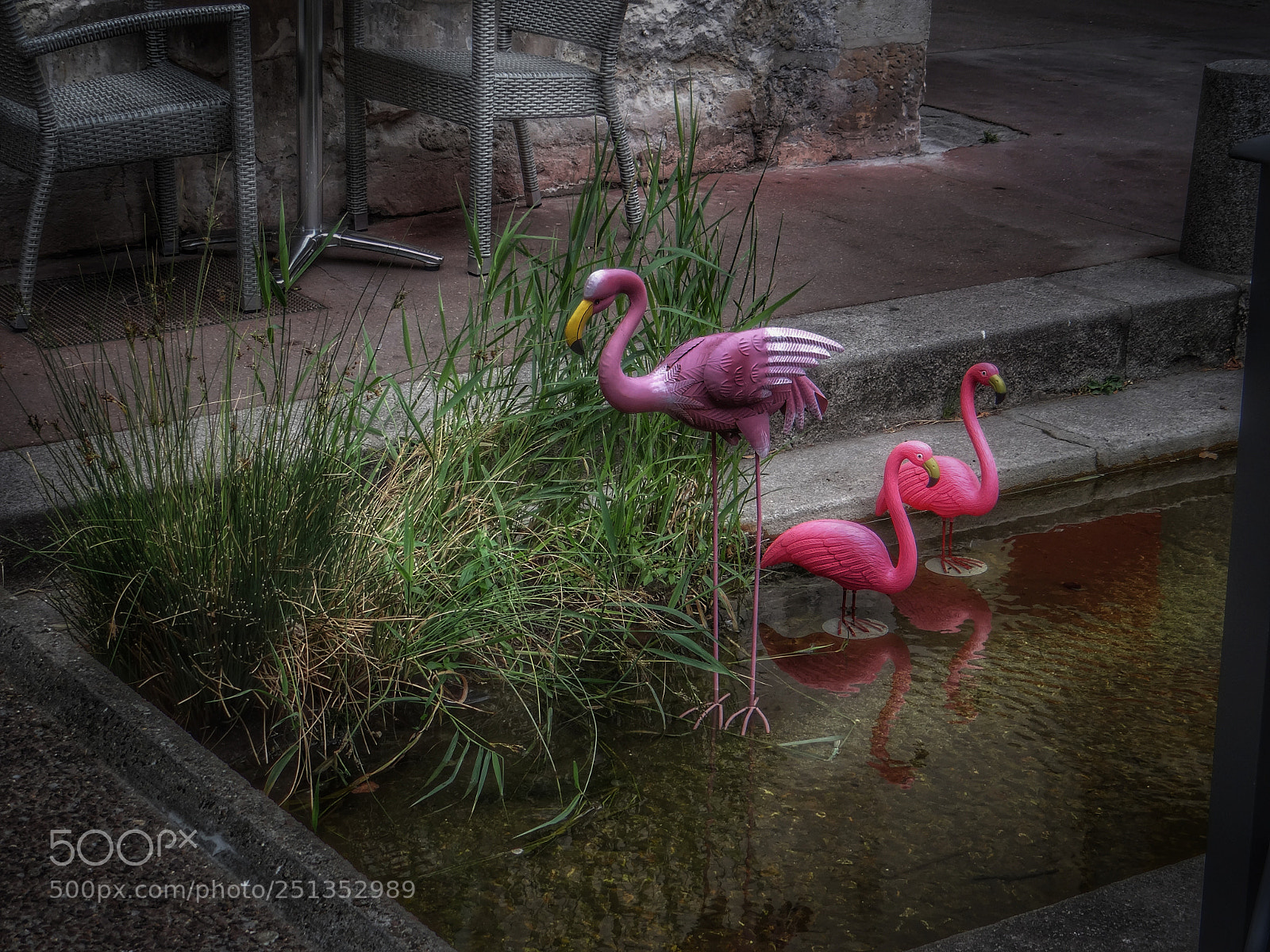 Sony DSC-HX200V sample photo. Flamand rose photography