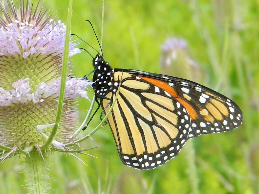 Nikon COOLPIX L310 sample photo. Monarch butterfly photography