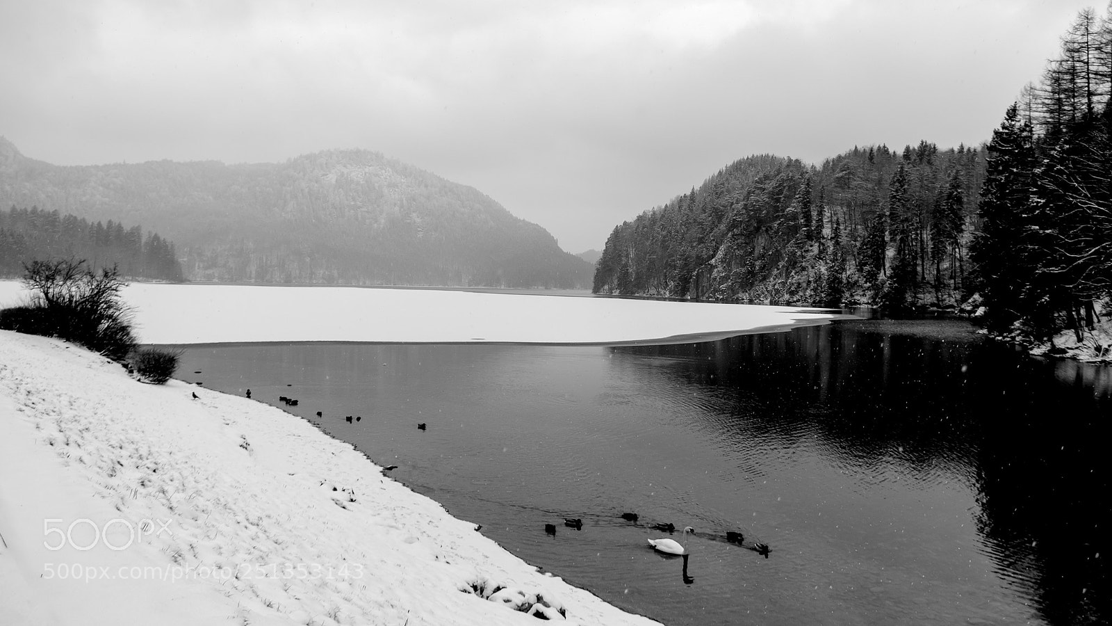 Nikon D7000 sample photo. Swan lake photography