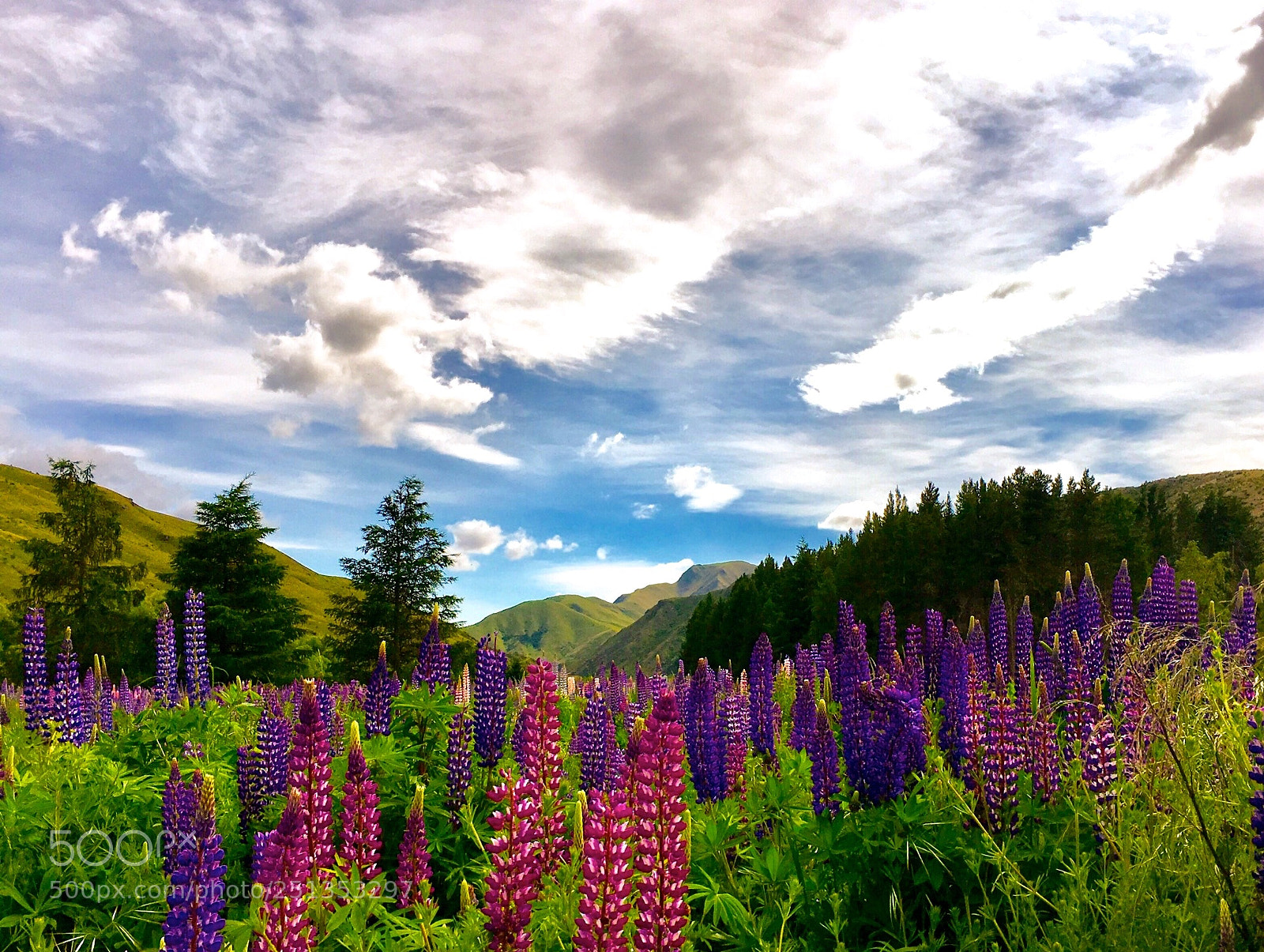 Apple iPhone 6s sample photo. More lupins photography