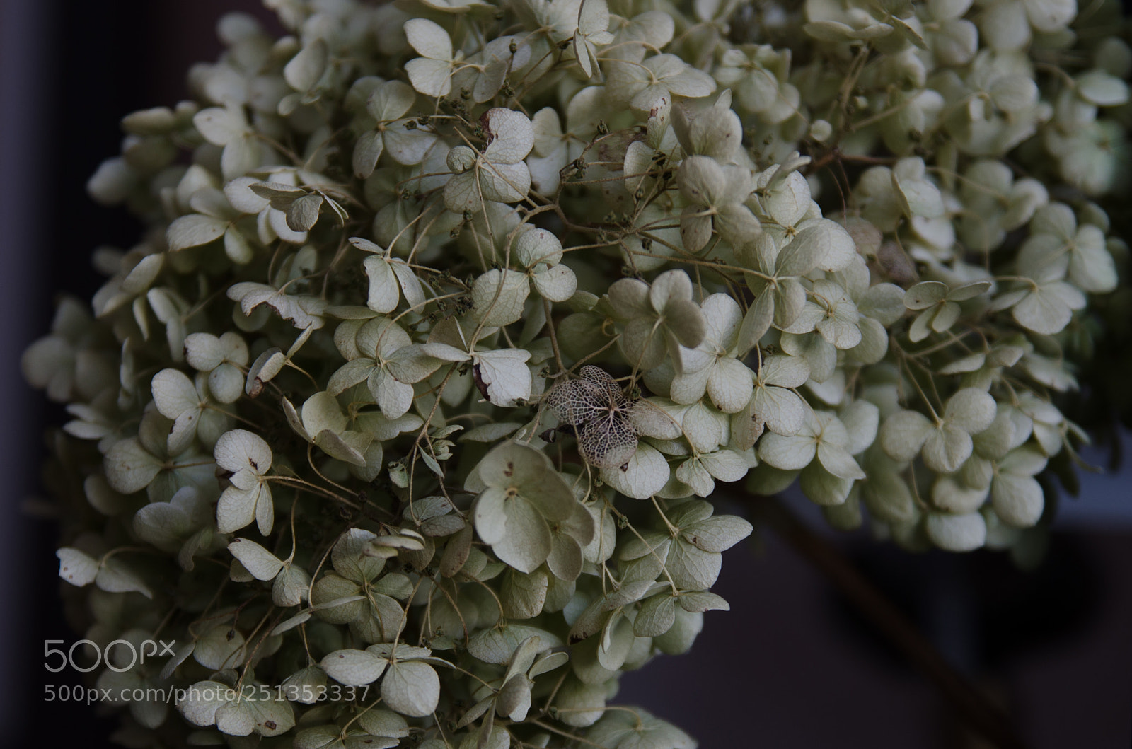 Nikon D7000 sample photo. Perhaps i am adopted photography