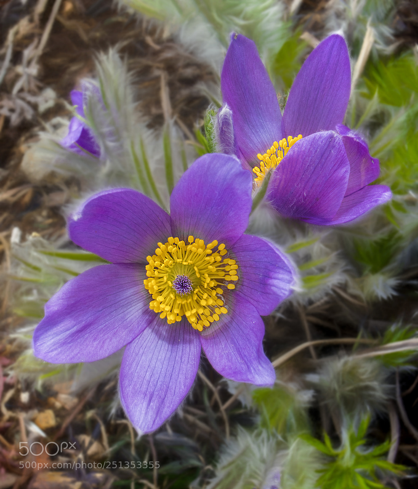 Canon EOS M5 sample photo. The pasque flower photography