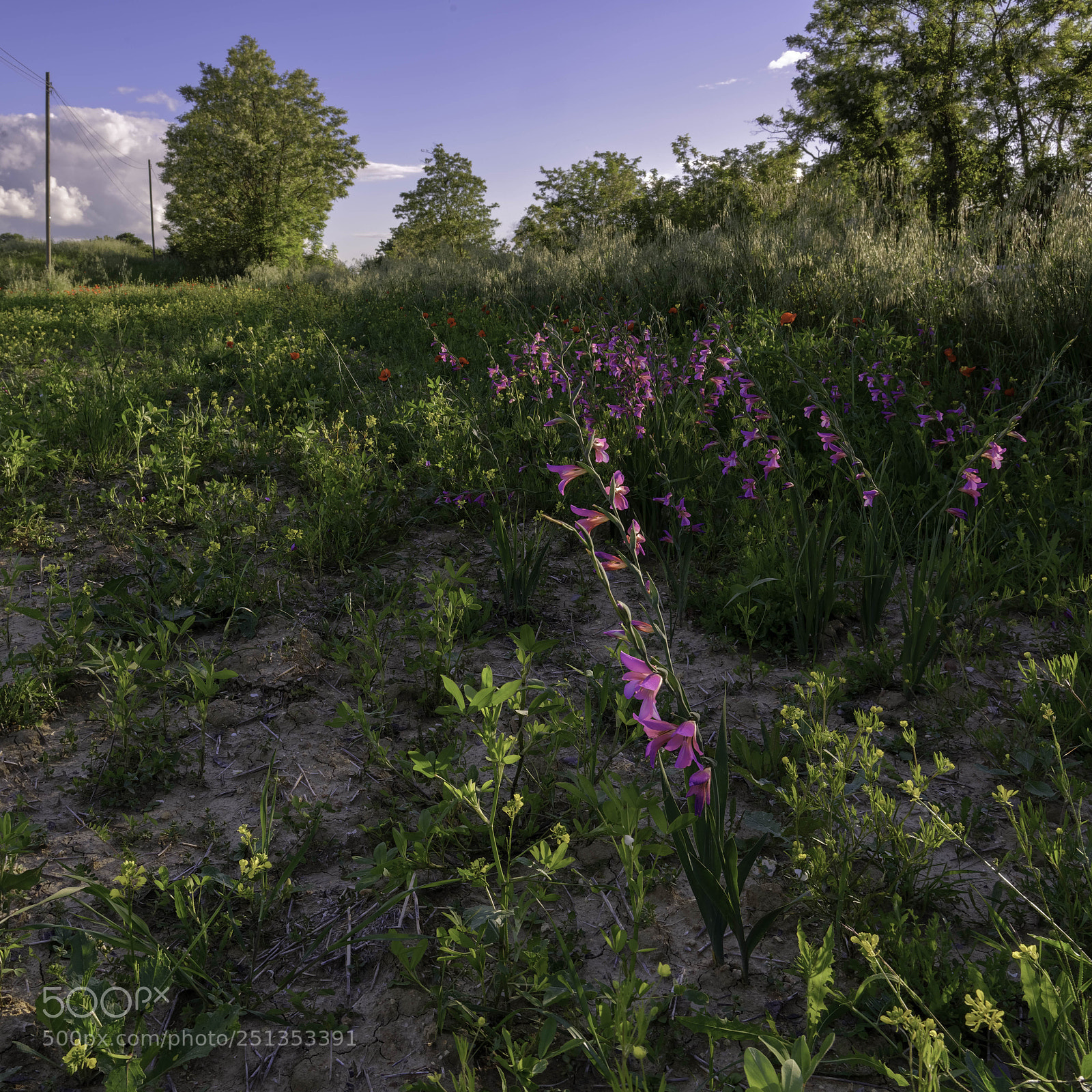 Nikon D800 sample photo. Wild gladioli growing in photography
