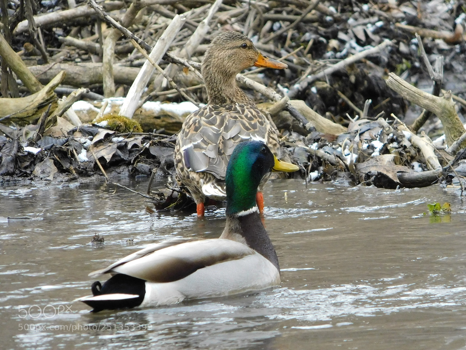 Nikon Coolpix B500 sample photo. Mallard pair photography