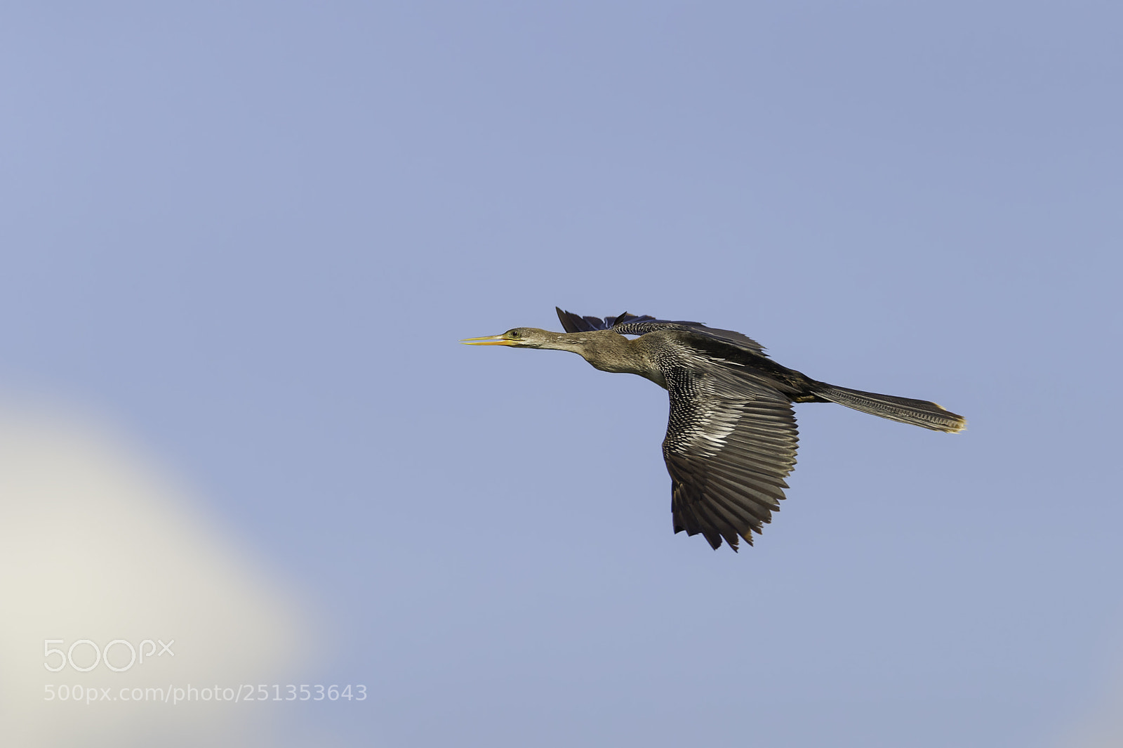 Nikon D3S sample photo. Flight of the anhinga photography