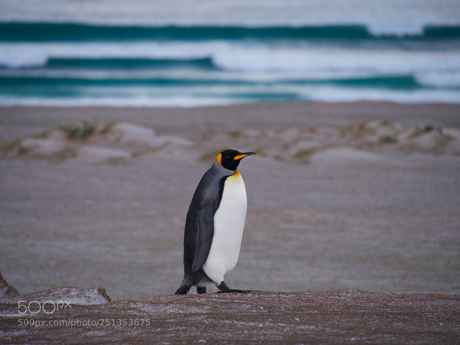 Panasonic Lumix DMC-GX7 sample photo. King penguin hiking photography