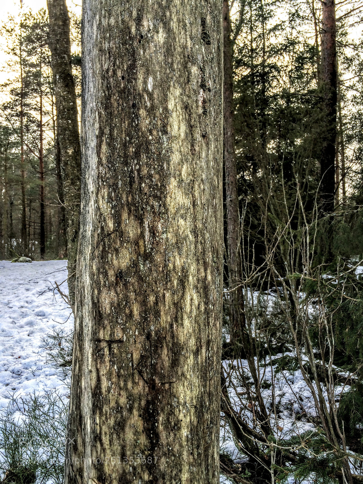 Apple iPhone 5s sample photo. The dead tree photography