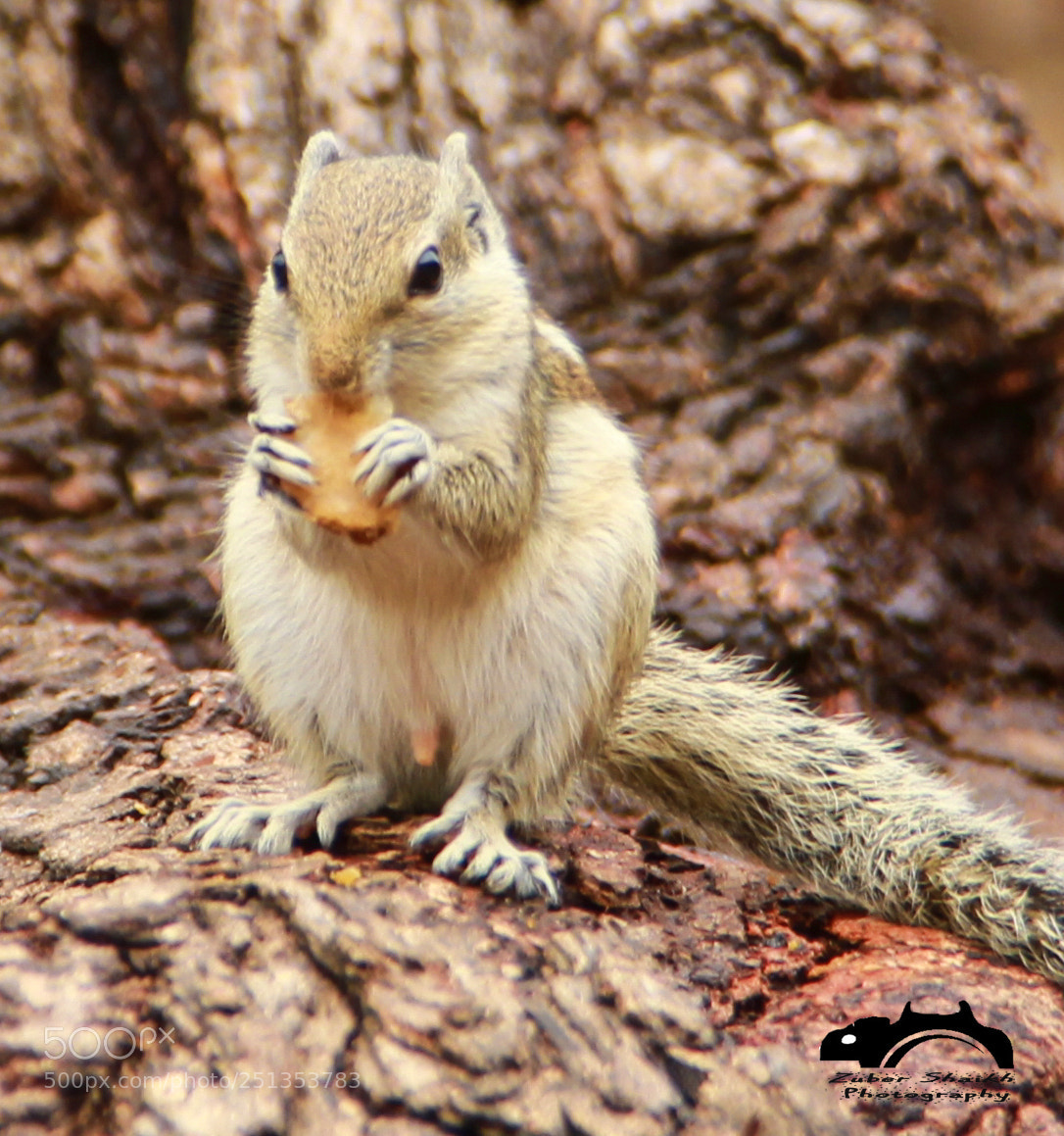Canon EOS 7D sample photo. Gnawing on upto something photography