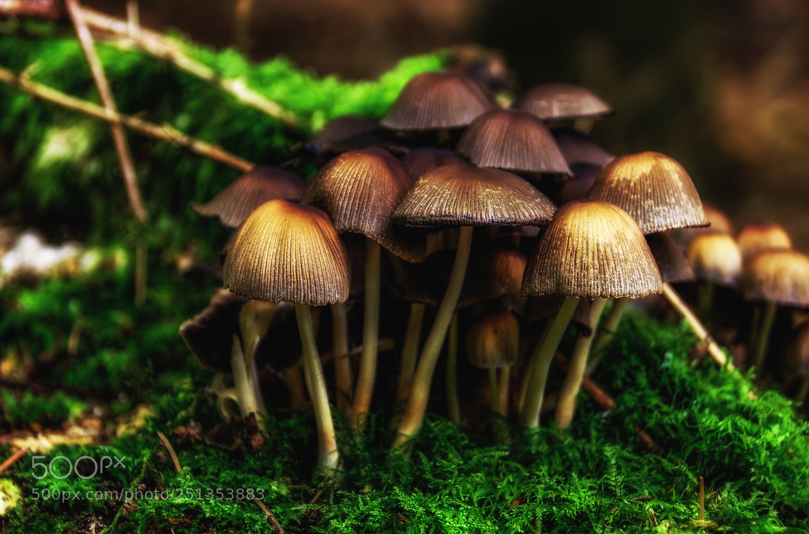 Canon EOS 700D (EOS Rebel T5i / EOS Kiss X7i) sample photo. Mushrooms photography