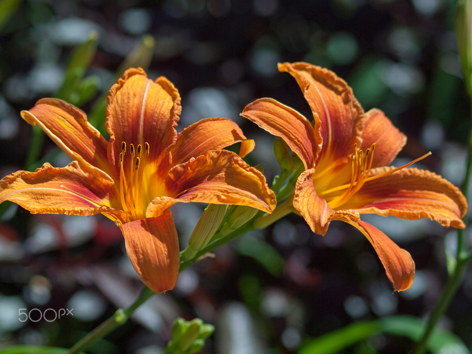 Olympus E-620 (EVOLT E-620) sample photo. The twins photography