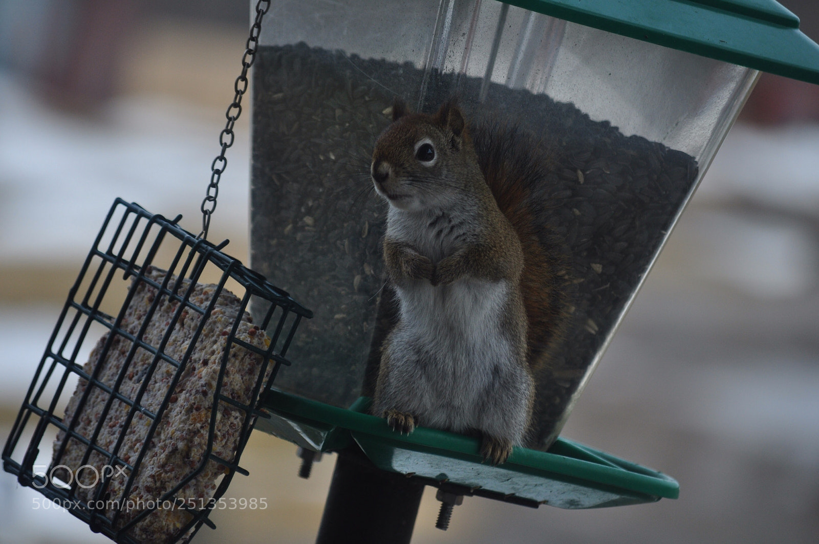 Nikon D5000 sample photo. On guard photography