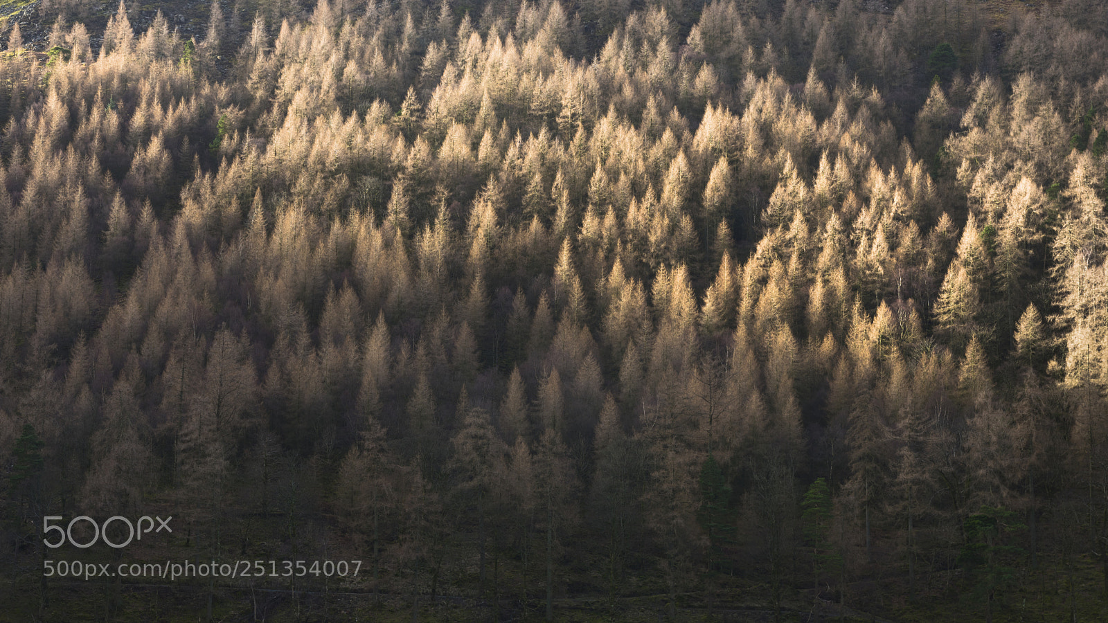 Nikon D810 sample photo. Fir trees at buttermere photography