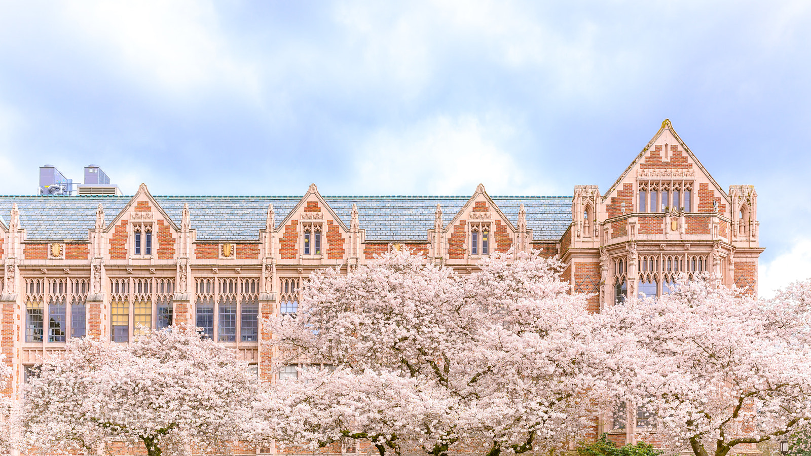 Canon EOS 5D Mark IV sample photo. Cherry blossoms photography