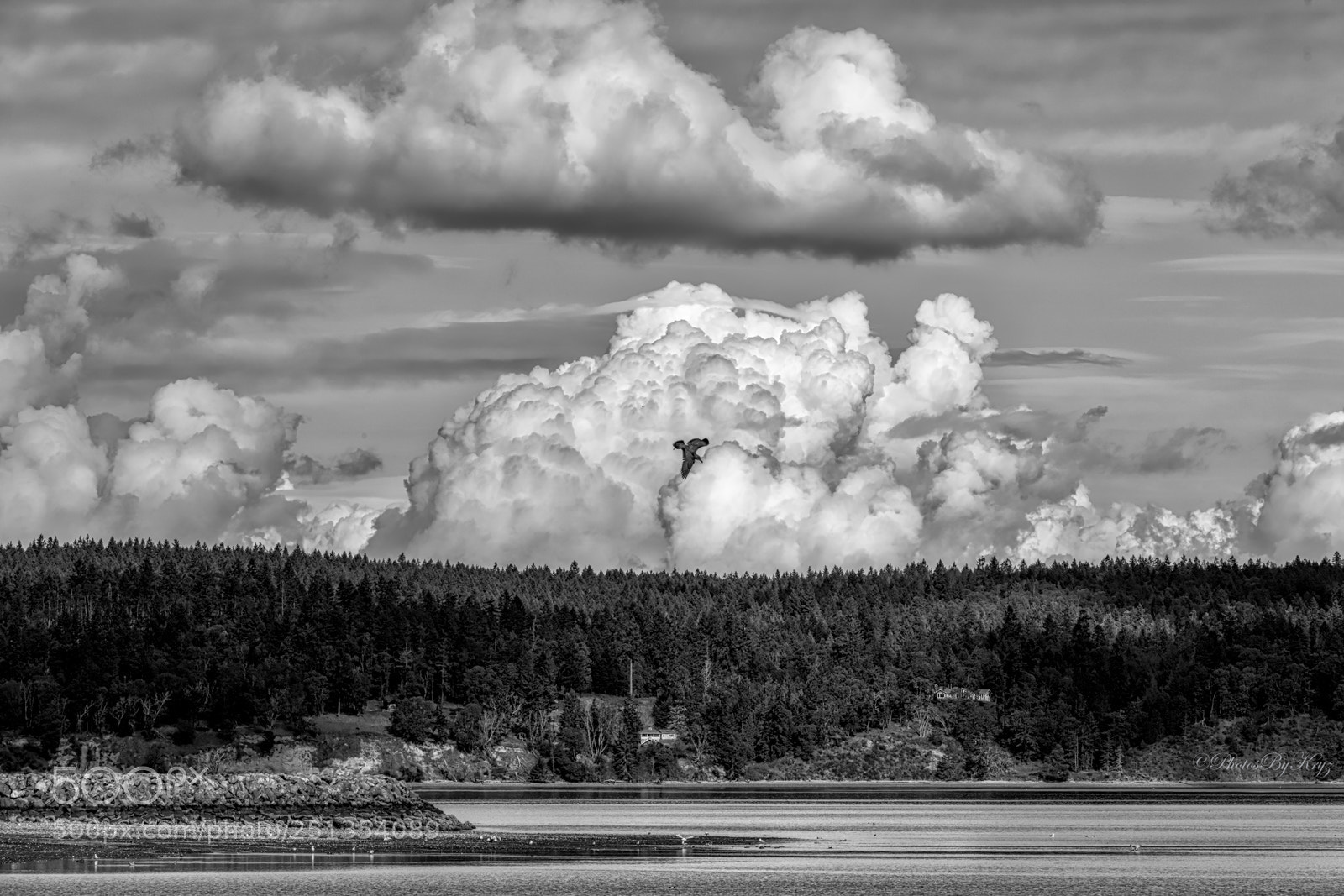 Canon EOS 5DS sample photo. Gull and clouds in photography
