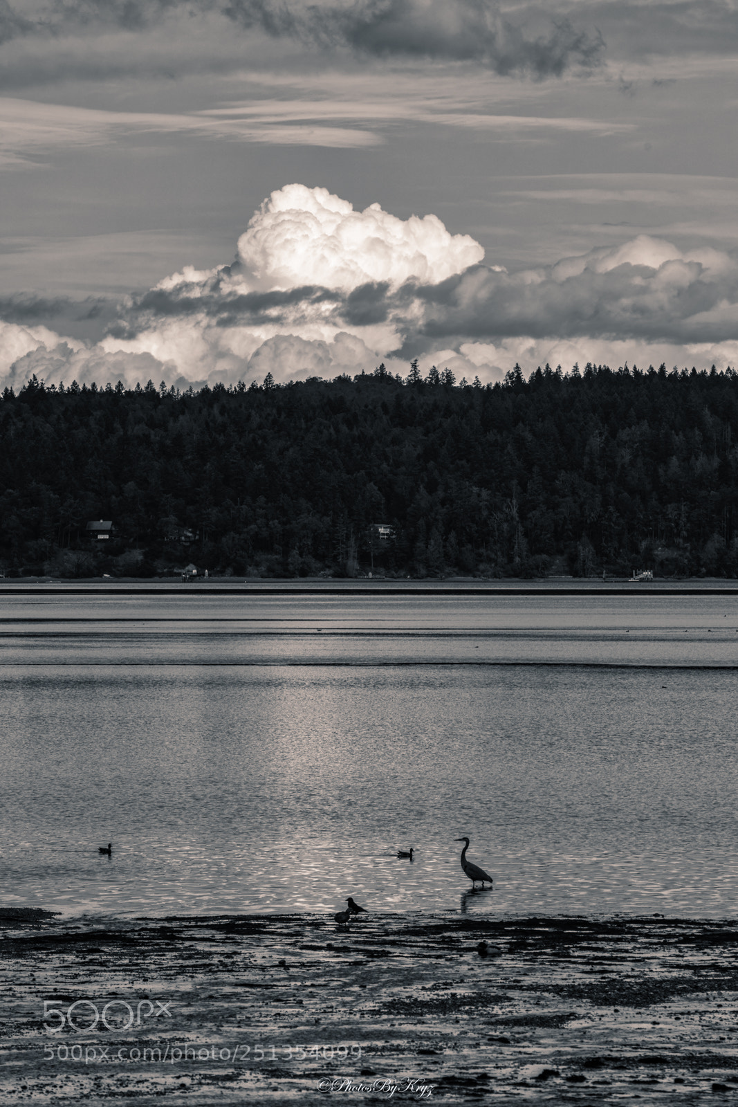 Canon EOS 5DS sample photo. Silhoutted heron with clouds photography