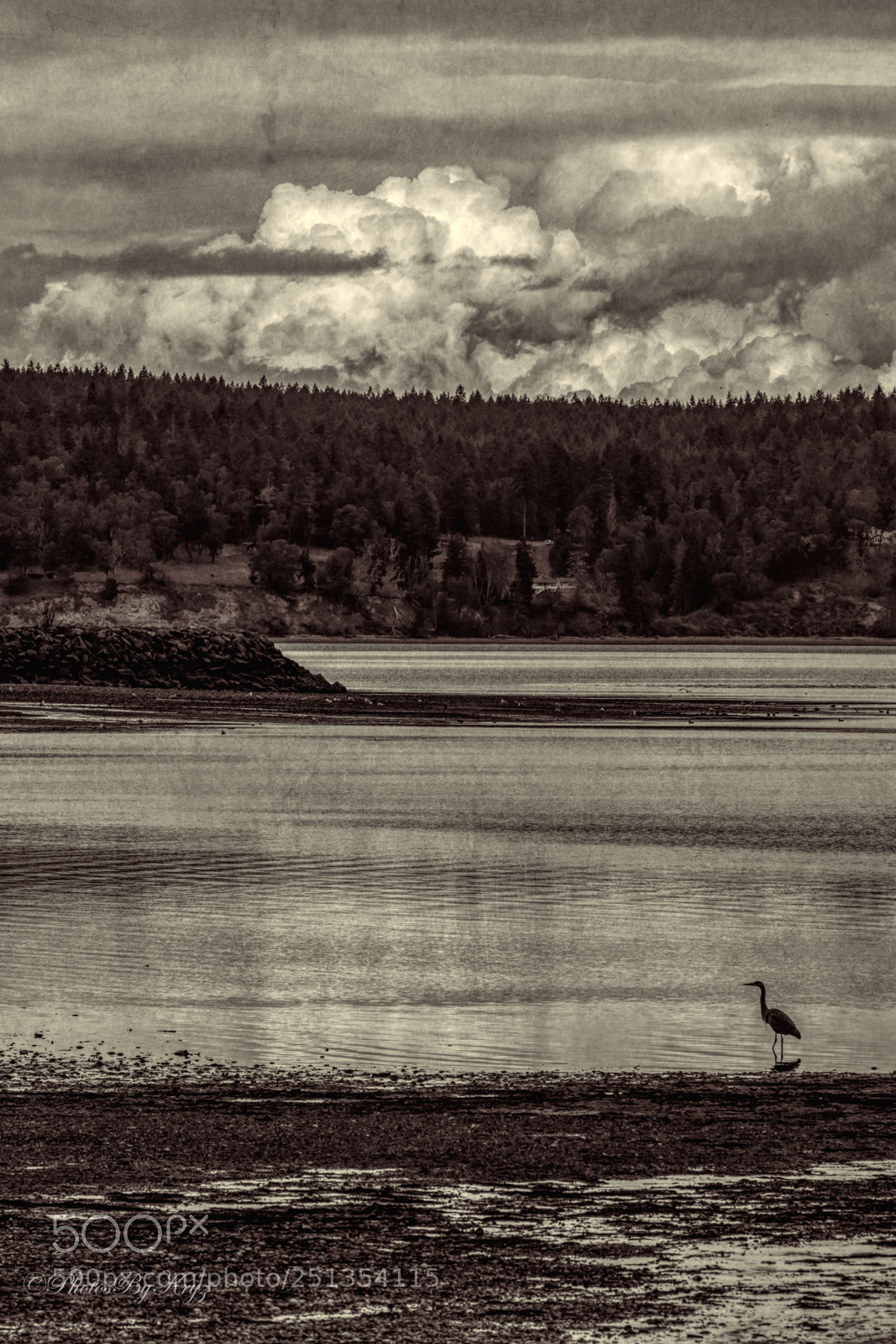 Canon EOS 5DS sample photo. Heron silhoutte in b photography