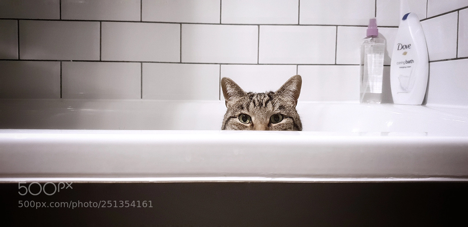 Samsung Galaxy S9 sample photo. I am watching you photography