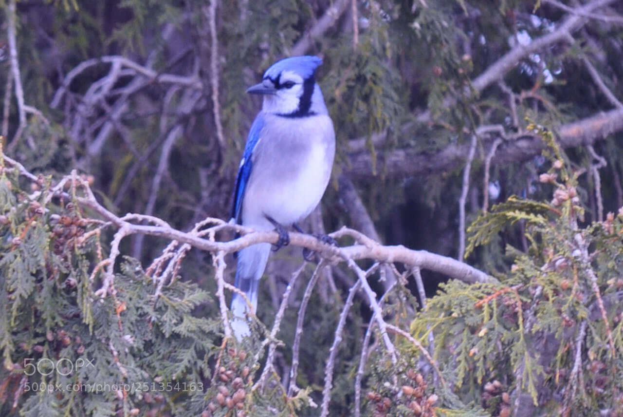 Nikon D5000 sample photo. Blue jay photography
