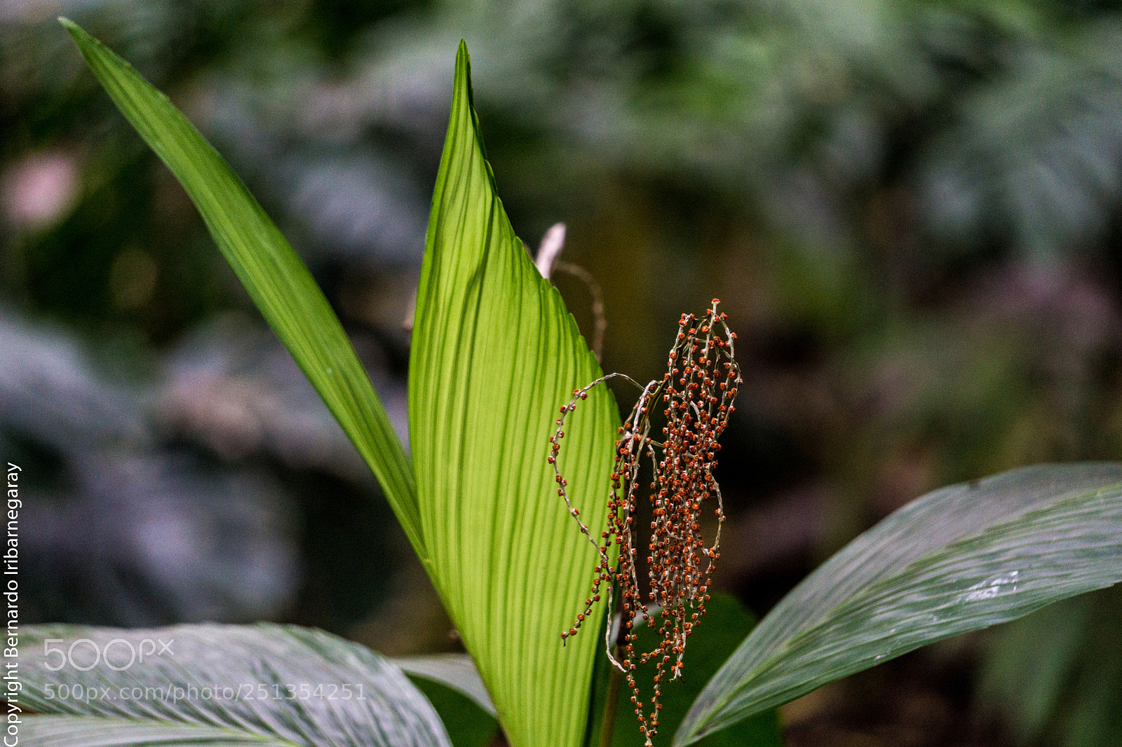 Sony a6000 sample photo. Hojas photography