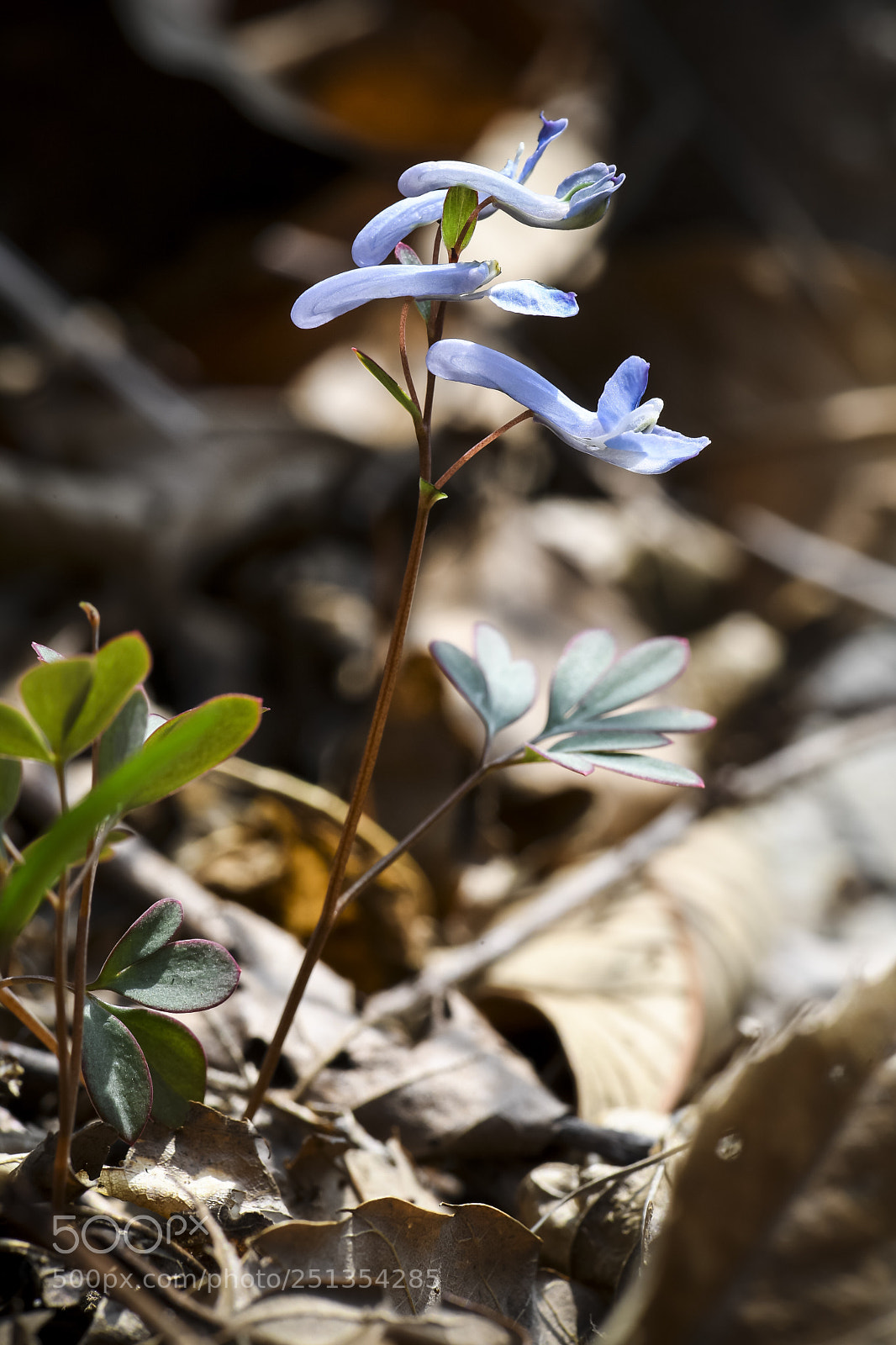 Nikon D5 sample photo. Corydalis remota photography