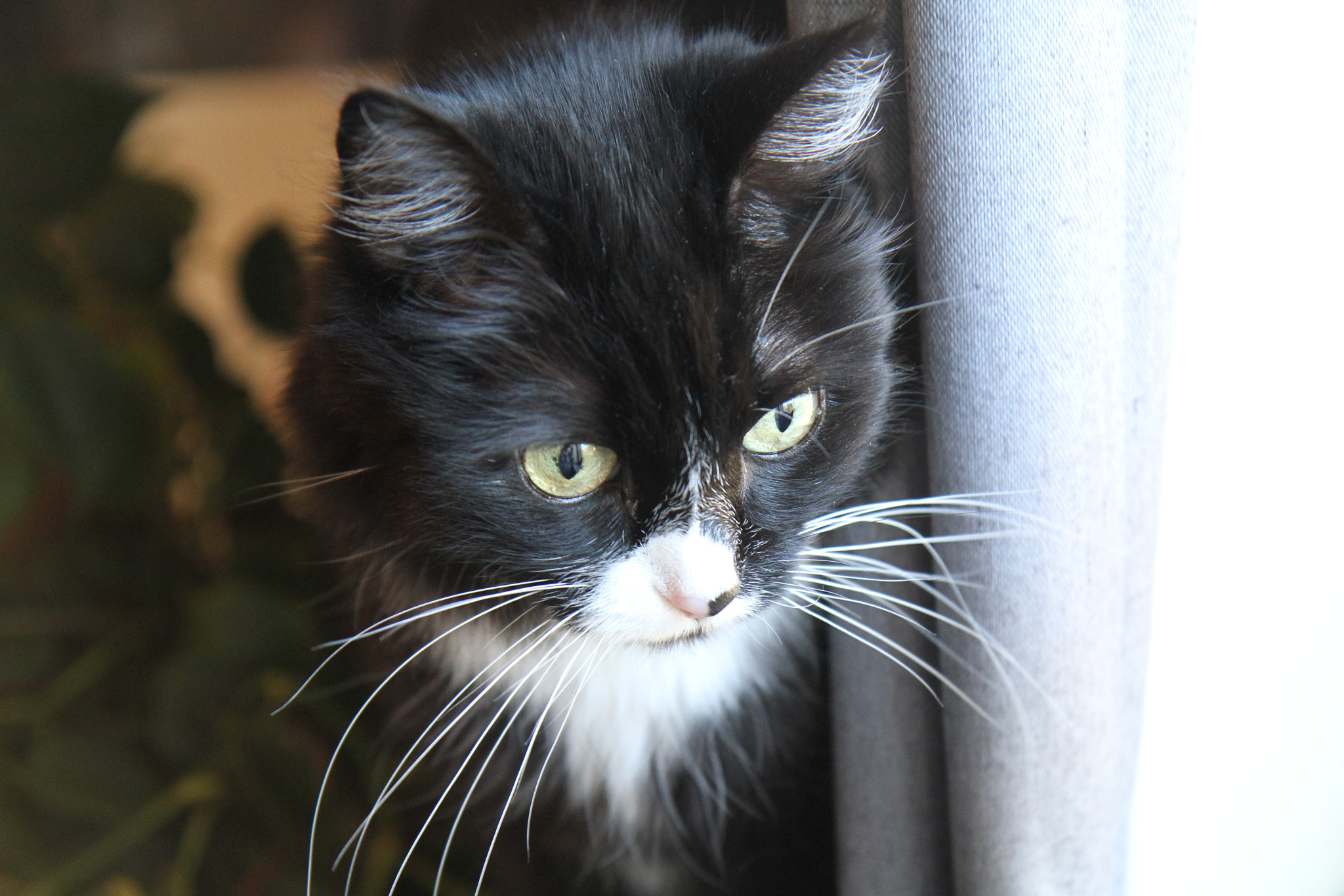 Canon EF-S 17-55mm F2.8 IS USM sample photo. Buttercup pondering the world photography