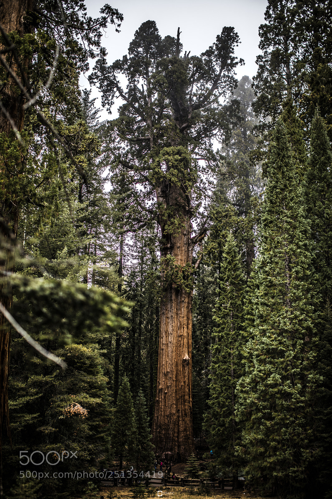 Canon EOS 5D Mark IV sample photo. General sherman photography