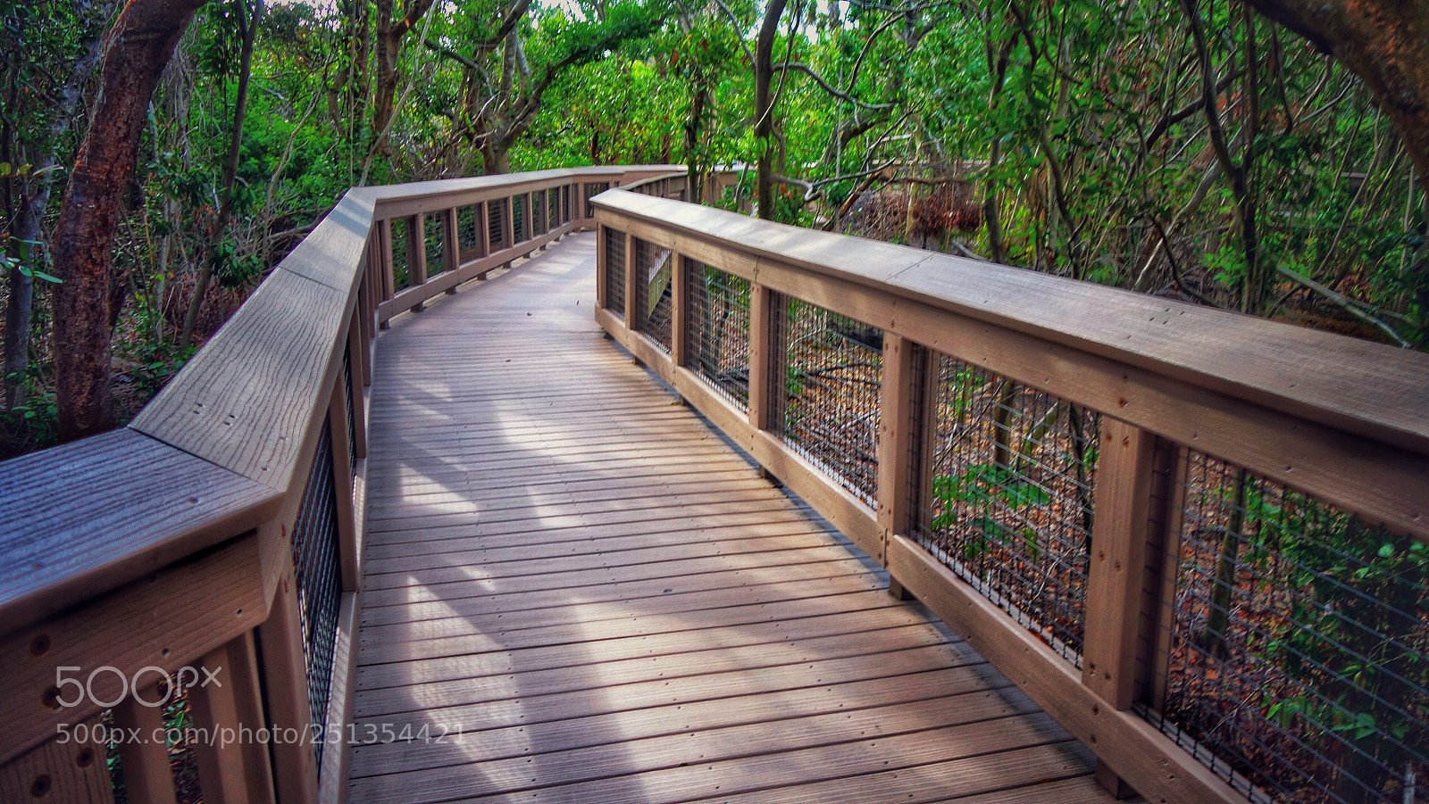 Sony Cyber-shot DSC-RX100 II sample photo. Into the deep green  photography