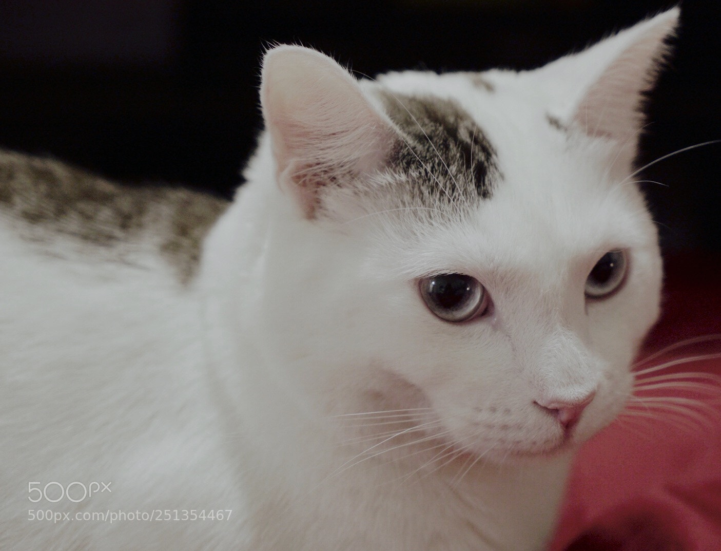 Sony a7S II sample photo. Bfdebfea c photography