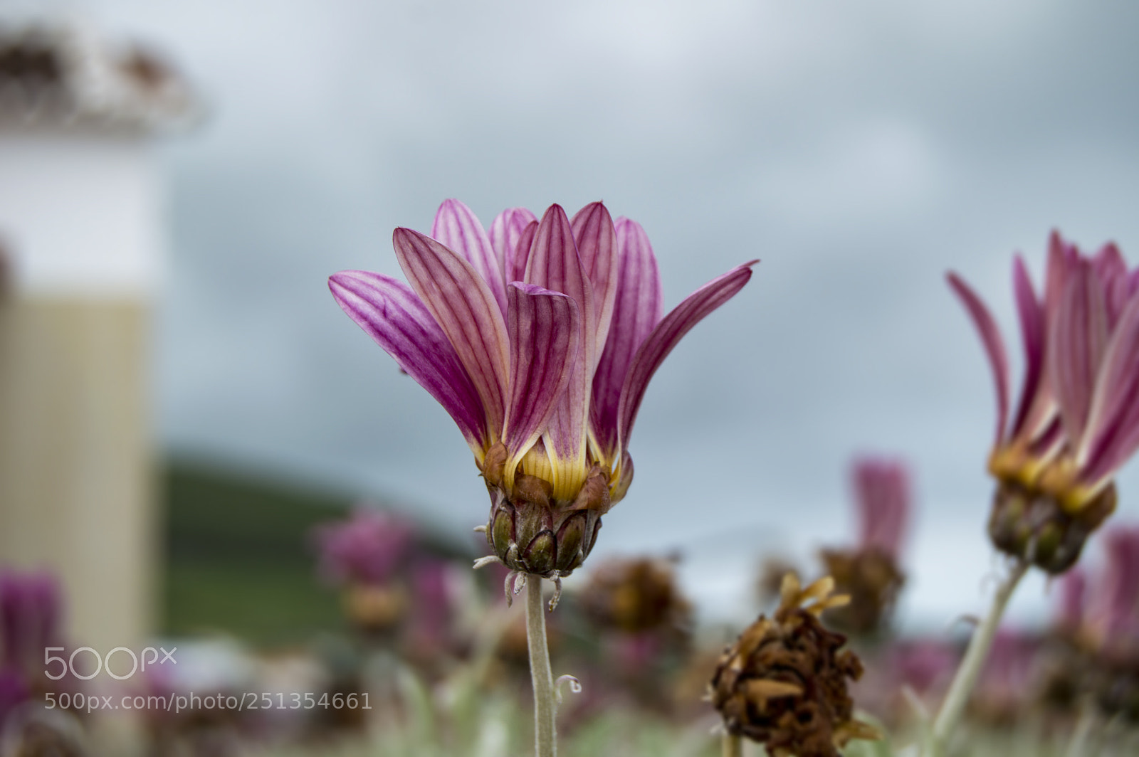 Nikon D3200 sample photo. Flower growing photography