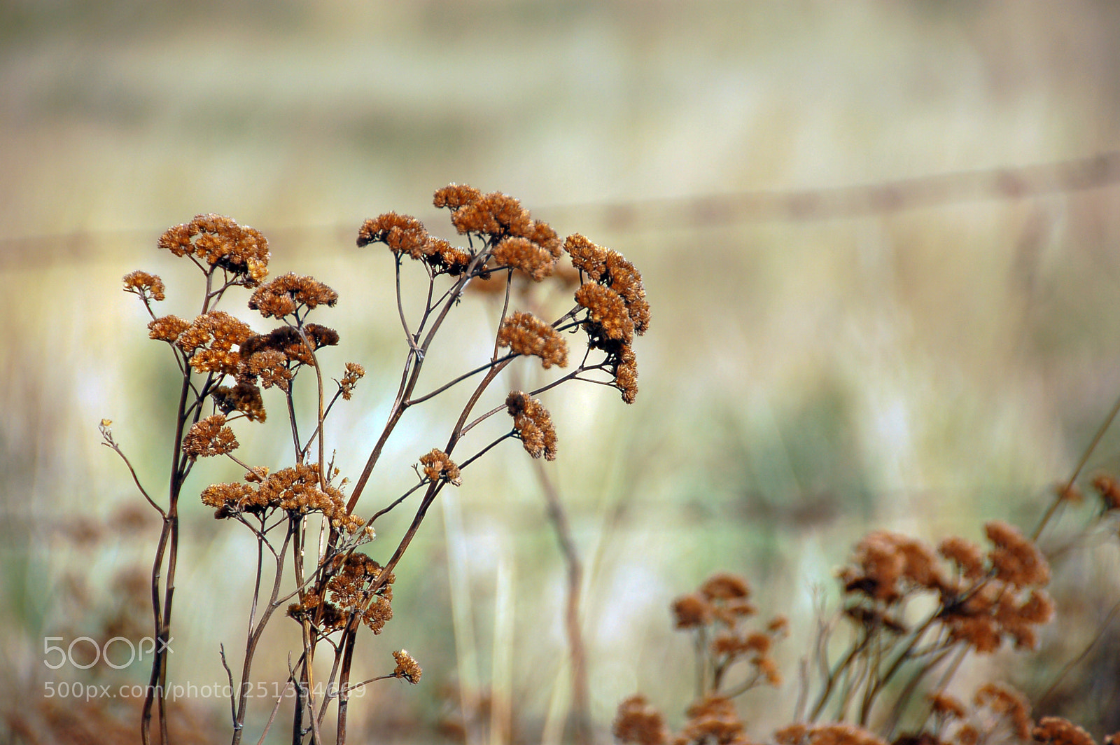 Nikon D50 sample photo. Simple natural detail... photography