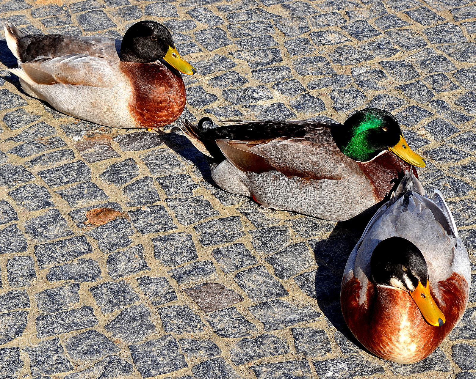 Nikon D5100 sample photo. Ducks photography