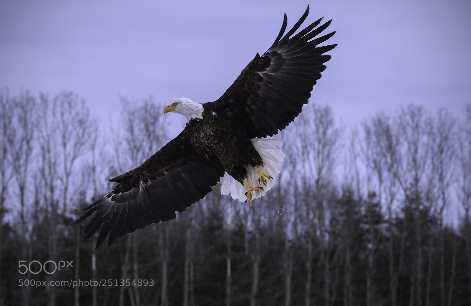 Nikon D500 sample photo. Bald eagle photography