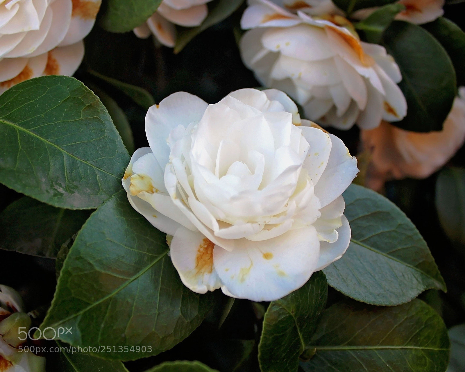 Canon EOS 600D (Rebel EOS T3i / EOS Kiss X5) sample photo. Adoration photography