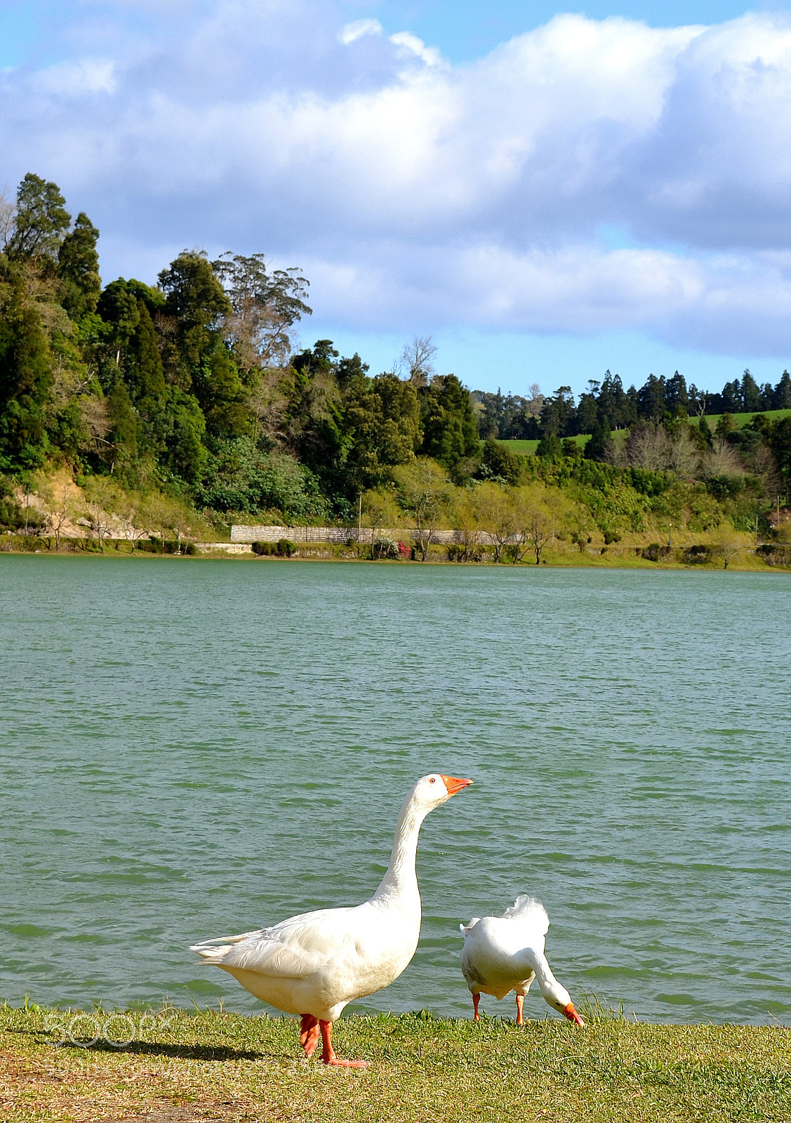Nikon D5100 sample photo. Geese photography