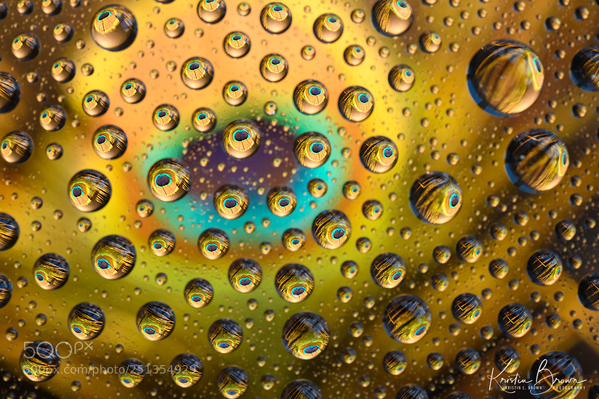 Nikon D850 sample photo. Peacock feather abstract photography