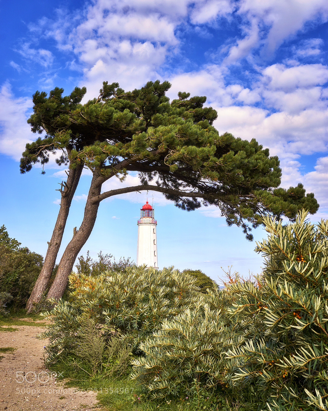 Sony a6000 sample photo. Windschiefer baum photography