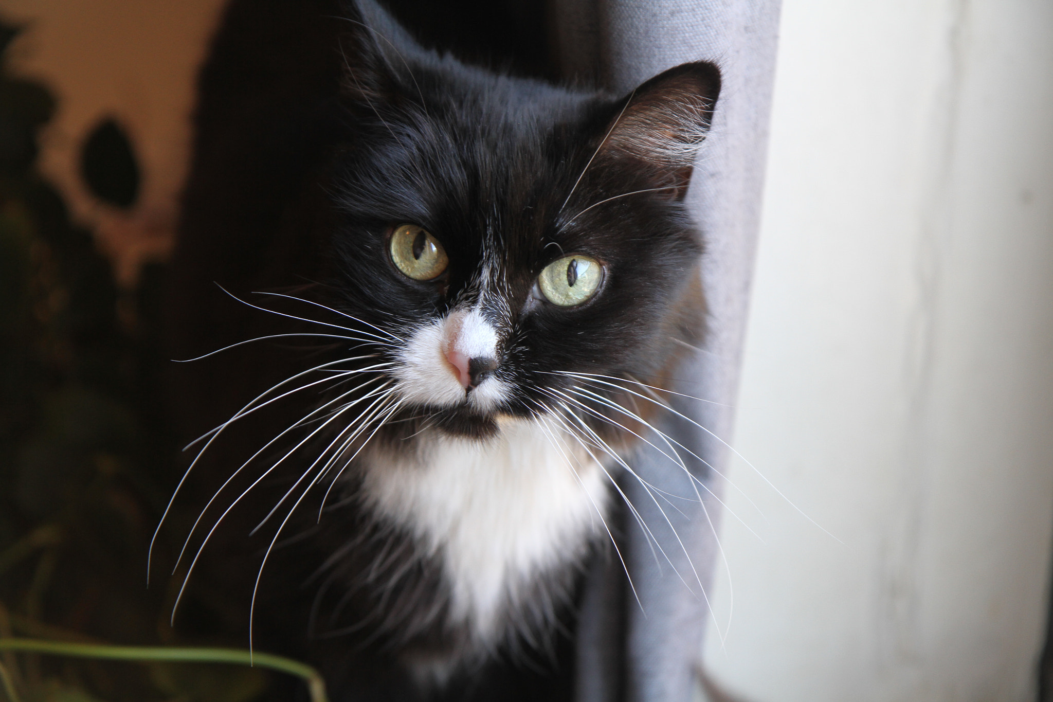 Canon EF-S 17-55mm F2.8 IS USM sample photo. Buttercup looking photography