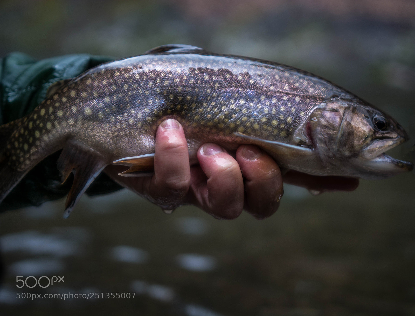 Nikon D5200 sample photo. Brook trout photography