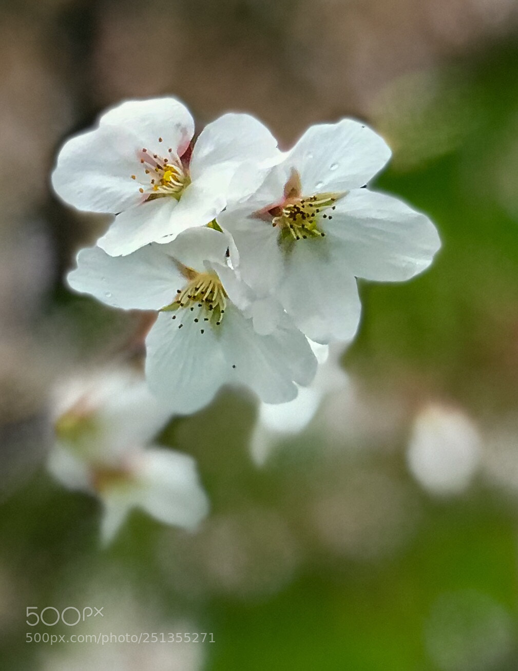 Apple iPhone 7 Plus sample photo. White sakura photography
