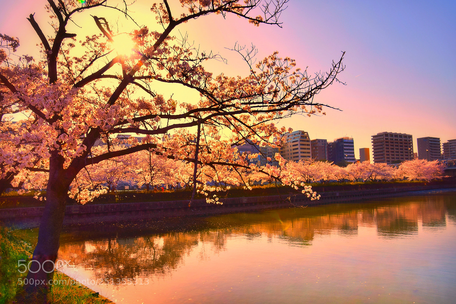 Nikon D3300 sample photo. Cherry blossoms (2) photography