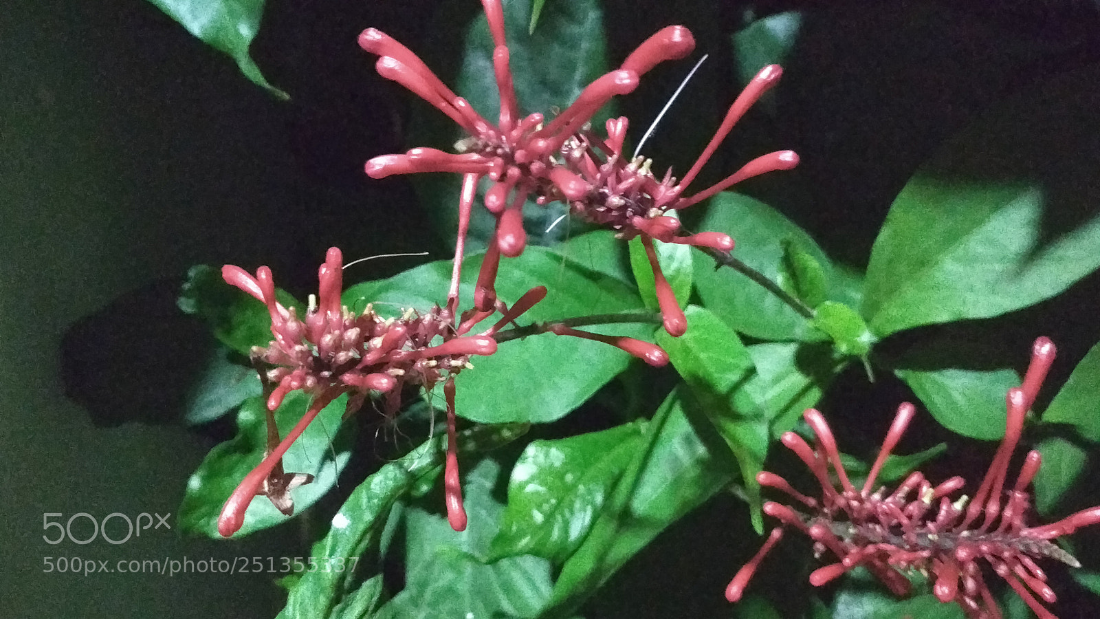 Xiaomi Redmi 4X sample photo. Untitled photography