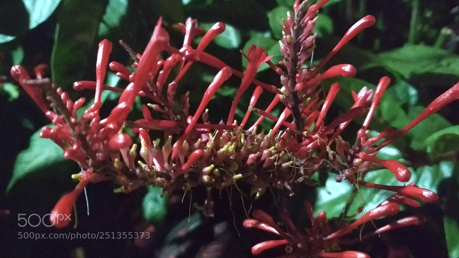 Xiaomi Redmi 4X sample photo. Untitled photography