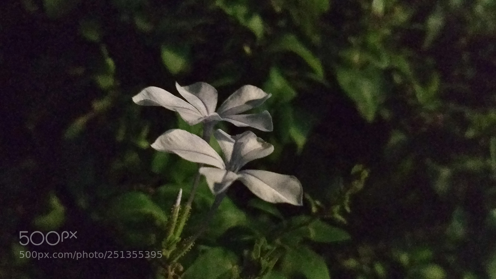Xiaomi Redmi 4X sample photo. Untitled photography