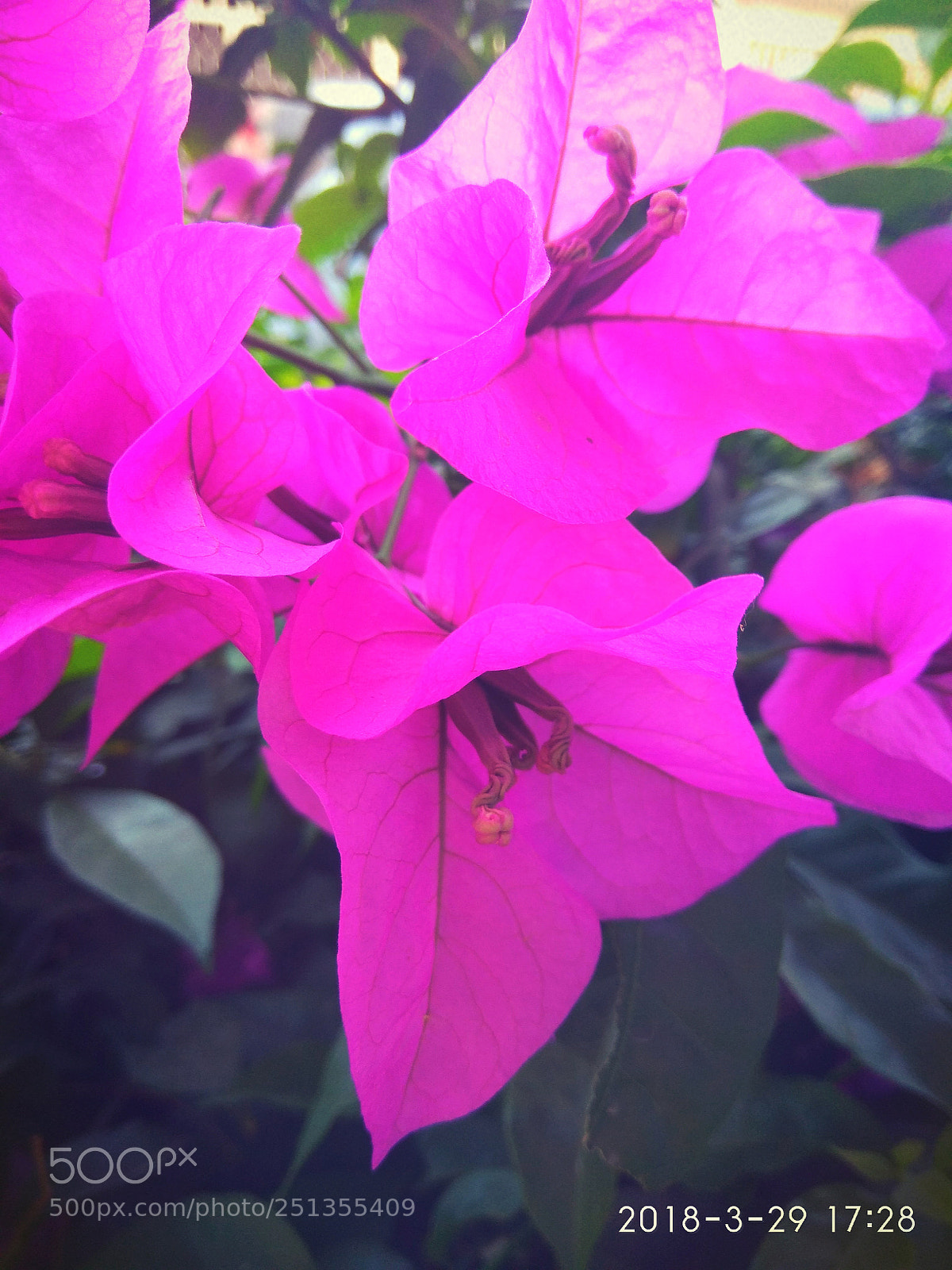 Xiaomi Redmi Note 4 sample photo. Untitled photography