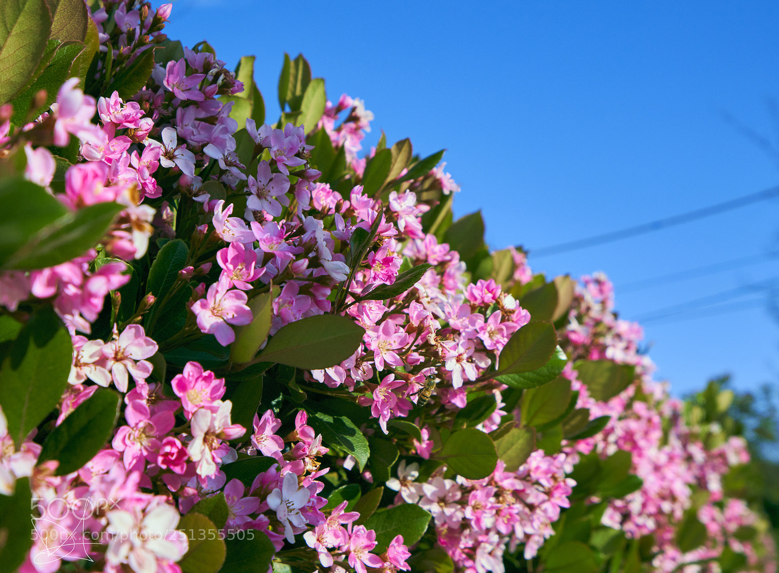 Sony a7R III sample photo. Spring time photography